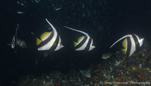 Longfin Bannerfish