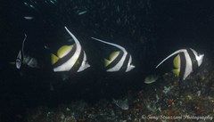 Pennant Coralfish photo 4