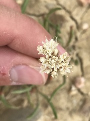 Eriogonum exilifolium