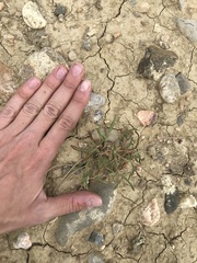 Eriogonum exilifolium