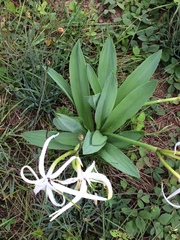 Hymenocallis cleo