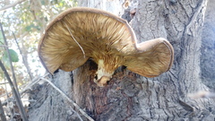 Pleurotus ostreatus