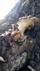 Pleurotus ostreatus