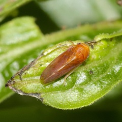 Oncopsis sobria