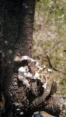 Schizophyllum commune