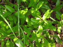 Geobalanus oblongifolius