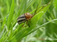 Cryptocephalus bispinus