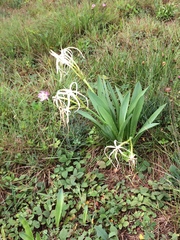 Hymenocallis cleo