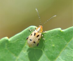 Systena nigroplagiata