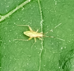 Campyloneura virgula