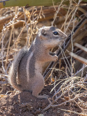 Ammospermophilus