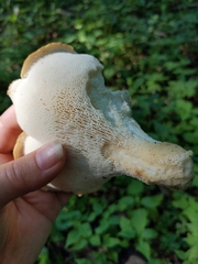 Bresadolia craterella