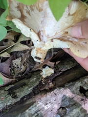 Bresadolia craterella