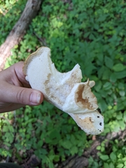 Bresadolia craterella