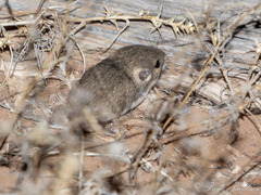 Dipodomys ordii
