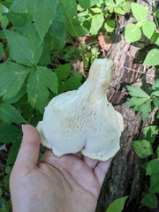 Bresadolia craterella