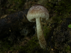 Hypholoma brunneum