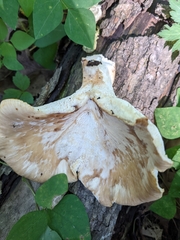 Bresadolia craterella