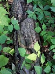 Bresadolia craterella