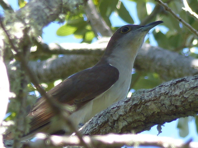 Black-billed Cuckoo from Pinellas County, FL (Fort De Soto Park) on ...
