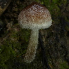 Hypholoma brunneum