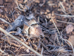 Drasteria pallescens