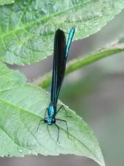 Calopteryx maculata