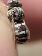 Epeolus minimus