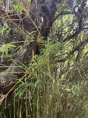 Phyllostachys nigra