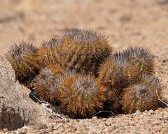 Copiapoa rupestris