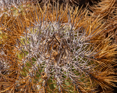 Copiapoa rupestris