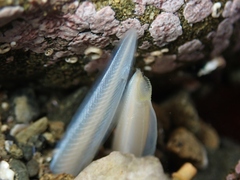 New Zealand Lancelet photo 3