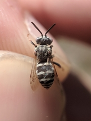 Epeolus minimus