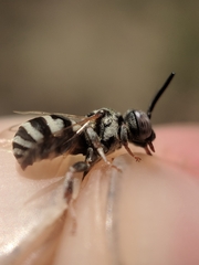 Epeolus minimus