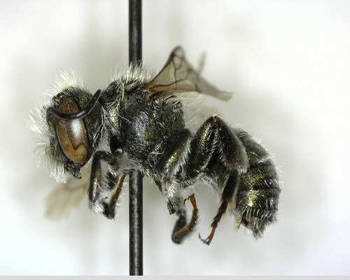 iNaturalist observation photo of Mason Bees