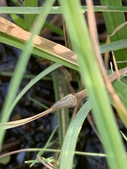 Athysanus argentarius