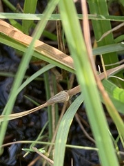 Athysanus argentarius