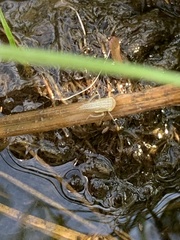 Athysanus argentarius