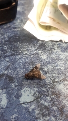 Chrysops carbonarius