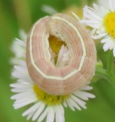 Cucullia florea