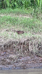 Hydrochoerus hydrochaeris