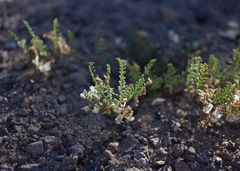 Astragalus johannis-howellii