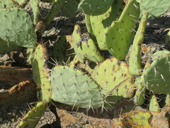 Opuntia dulcis