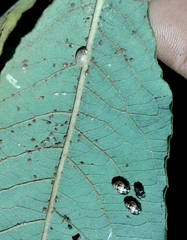 Adalia decempunctata