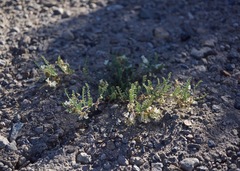 Astragalus johannis-howellii