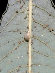 Adalia decempunctata