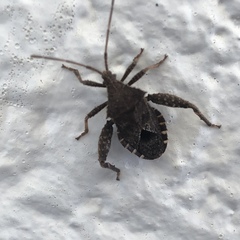 Acanthocoris sordidus