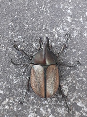 Agaocephala mannerheimi