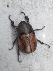 Agaocephala mannerheimi