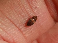 Attagenus fasciatus